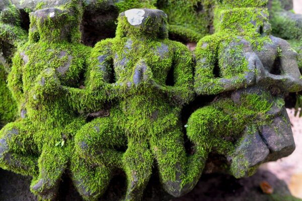Mușchiul de piatră – un decor original pentru grădină